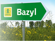 Bazyl 